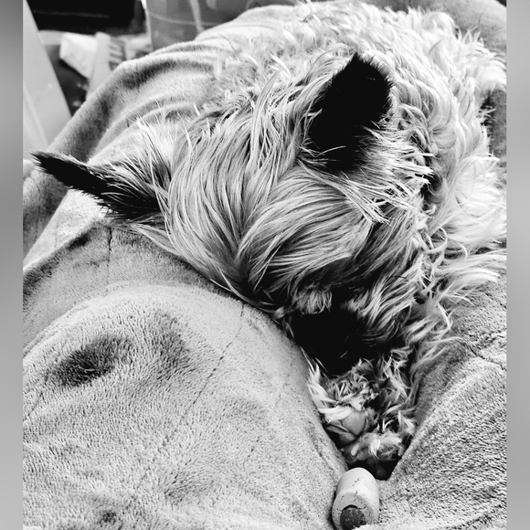 Meet your Posher, Amy - Picture 2 of 3